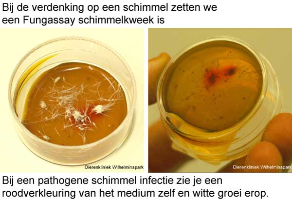 Een positieve schimmelkweek: rood verkleuring van het kweekmedium en witte schimmelgroei is op de haren en korsten te zien